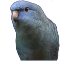 Other Characters - Hatoful Boyfriend: Holiday Star