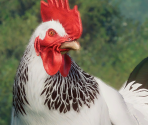 Sussex Chicken - Planet Zoo