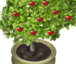 Cherry Tree - Cake Shop 3