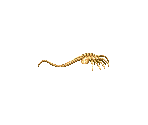 Face Hugger - Alien vs. Predator