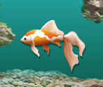 Fish Tank - Bilbo: The Four Corners of the World