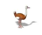 Ostrich - Jane's Zoo