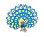 Peacock - Jane's Zoo
