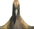 Eagle - The Quest