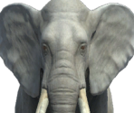 Elephant - The Quest