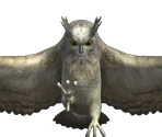 Owl - The Quest