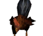 Rooster - The Quest