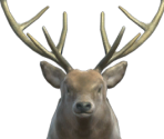 Stag - The Quest