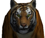 Tiger - The Quest
