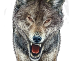 Wolf - The Quest