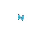 Butterfly - Delicious – Emily’s Hopes and Fears
