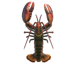 Sea Creatures - Animal Crossing: New Horizons