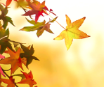 Backgrounds (Seasonal) - MODEL Debut3 #nicola