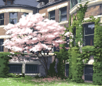Matou Residence - Fate/Hollow Ataraxia