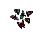 Butterflies - Avenue Flo