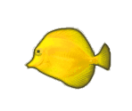 Fish - Pet Shop Hop