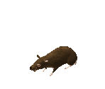 Rat - Geneforge 2