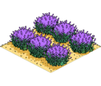 Lavender Field - The Simpsons: Tapped Out