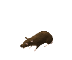 Rat - Geneforge 4