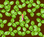 Four Leaf Hover - WarioWare, Inc.: Mega Microgames!
