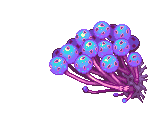 Purplant - Dragon Marked For Death