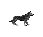 Wolf - The Legend of Silkroad
