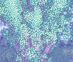 Spirit Forest (Flashback) - Tales of Phantasia (JPN)