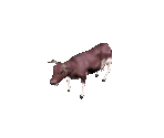 Cow - Avadon 3: The Warborn