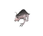 Dire Wolf - Avadon 3: The Warborn