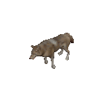 Wolf - Avadon 3: The Warborn