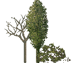 Trees - King's Field III
