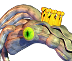 King Squiddo - The Legend of White Whale