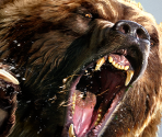 Banners - Cabela's Dangerous Hunts 2013