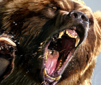 Game Banner & Icon - Cabela's Dangerous Hunts 2013