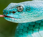 07/2025 - Snake - Pixel Puzzles