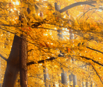 Landscapes - Autumn Forest - Pixel Puzzles