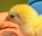 Specials - Spring Chick - Pixel Puzzles