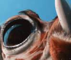 Surreal - Giraffe - Pixel Puzzles