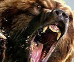 Game Banners & Icon - Cabela's Dangerous Hunts 2013