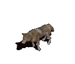 Wolf - Avernum: Escape From the Pit
