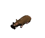 Rat - Avernum 3: Ruined World