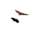 Bat - Avernum 3: Ruined World