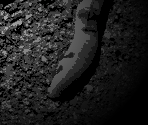 The Worm - OTXO