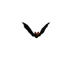 Bat - Blood