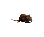 Rat - Blood