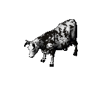 Cow - Arcanum