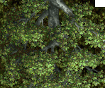 Ymir Forest - Tales of Phantasia (JPN)