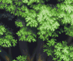 Yggdrasil - Tales of Phantasia (JPN)