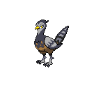 #521 Unfezant (female) - Pokémon Black / White