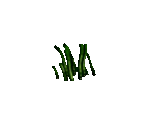 Seaweed - Donkey Kong 64